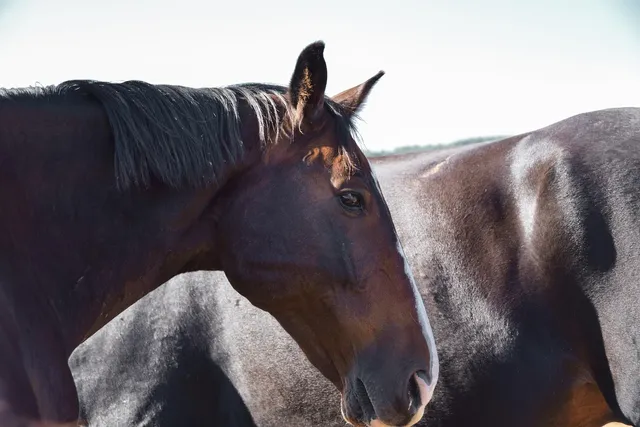 CABALLO DE TROYA