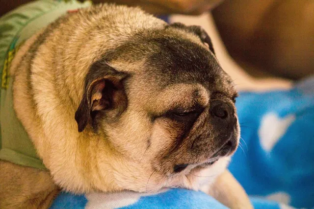 VALÈNCIA DOGFRIENDLY: FEDERAL CAFÉ