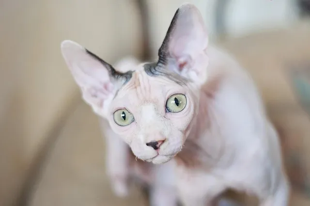 unicornio.png