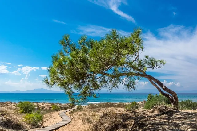 MOSTRA DE VALÈNCIA - CINEMA DEL MEDITERRANI